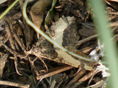 Frederickia hypaethrata