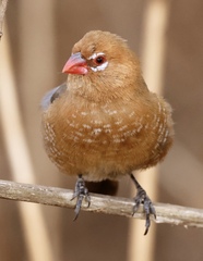 Granatina ianthinogaster