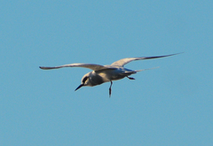 Sterna forsteri