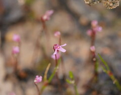 Utricularia tenella