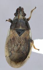 Crophius