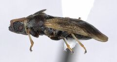 Crophius
