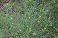 Pimelea neoanglica