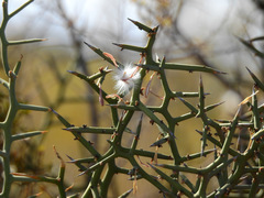 Hualania colletioides