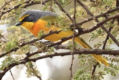 Telophorus sulfureopectus