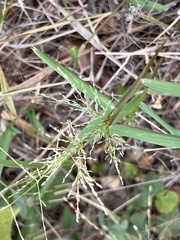 Eragrostis curtipedicellata