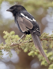 Lanius melanoleucus