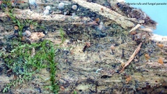 Cribraria rufa