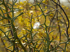 Hualania colletioides