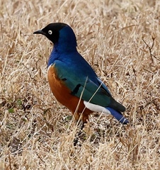 Lamprotornis superbus