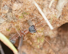 Myrmecia nigriceps
