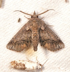 Paectes abrostolella