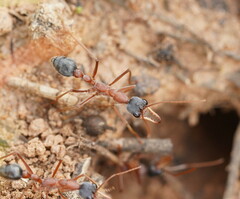 Myrmecia nigriceps
