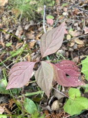 Cornus alternifolia