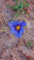 Calydorea xiphioides