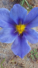 Calydorea xiphioides