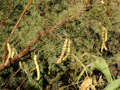 Prosopis flexuosa
