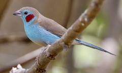 Uraeginthus bengalus