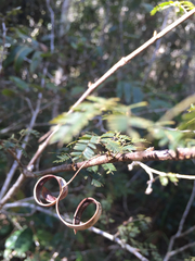 Dichrostachys