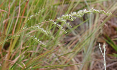 Eupatorium leptophyllum