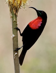 Chalcomitra senegalensis