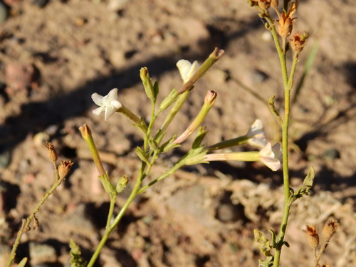 Image of Nicotiana noctiflora by (c) Guillermo Debandi, some rights reserved (CC BY)