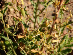 Mentzelia albescens