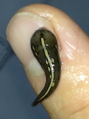 Chtonobdella limbata