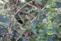 Lampornis clemenciae