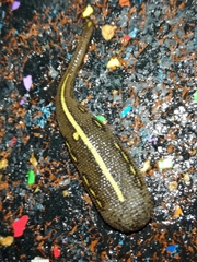 Chtonobdella limbata