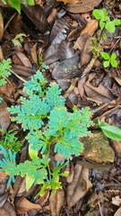 Selaginella willdenowii