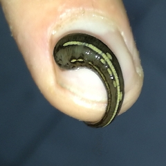 Chtonobdella limbata