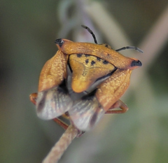 Carpocoris mediterraneus