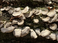 Cerrena unicolor