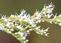 Eupatorium leptophyllum