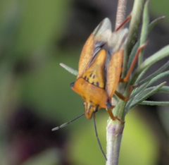 Carpocoris mediterraneus