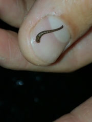 Chtonobdella limbata