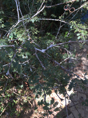 Dichrostachys