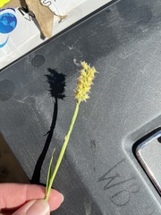 Cenchrus longispinus