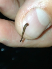 Chtonobdella limbata