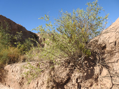 Lycium boerhaviifolium
