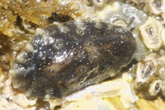 Onchidella nigricans