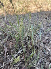 Cenchrus longispinus