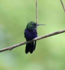 Thalurania furcata
