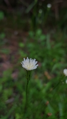 Hypochaeris albiflora