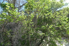 Forestiera reticulata