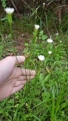 Hypochaeris albiflora