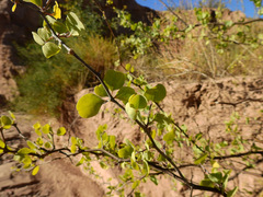 Lycium boerhaviifolium
