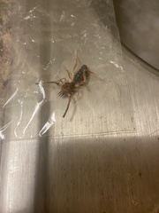 Eremobatidae