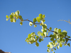 Lycium boerhaviifolium